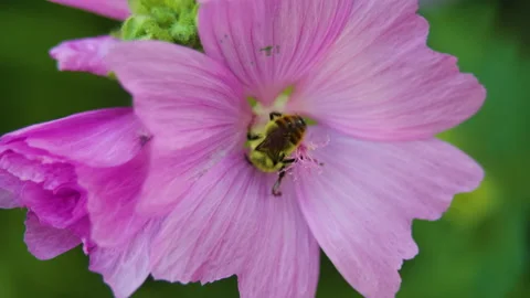 Honey Bee Gathering Nectar From Pink Flower And Flying Off 4K Stock Footage 136694980