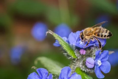 Honey Bee Gathering Nectar from Small Blue Flowers Stock Photos