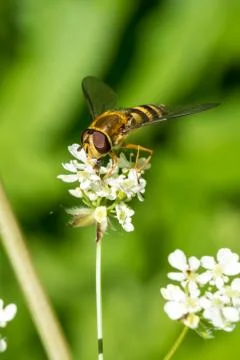 Honey Bee Gathering Nectar from Small White Flowers Stock Photos