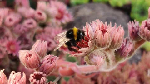 Honey Bee Gathering Nectar From a Succulent Pink Plant Stock Footage 134890131