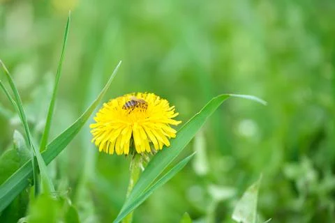 Honey bee gathering nectar on yellow dandelion flowers blooming on summer meadow Stock Photos
