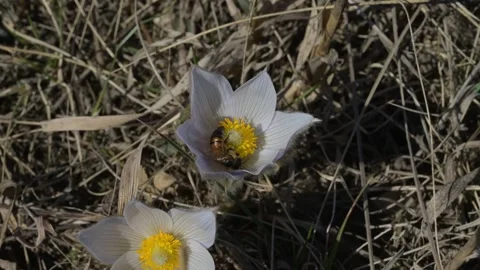 Honey bee gathering pollen and nectar from a spring violet colored crocus Stock Footage 307941271