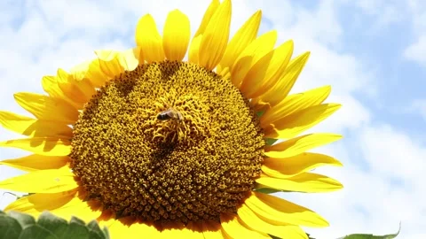 Honey bee gathering pollen on a blooming sunflower Stock Footage 340137651