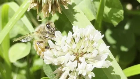 Honey Bee Gathering Pollen on Flower Stock Footage 242530199