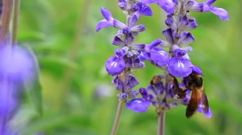 Honey Bee Gathering Pollen Stock Footage 51854393