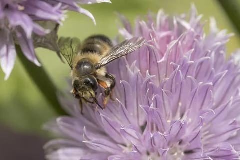 Honey bee gathering the pollen. Stock Photos