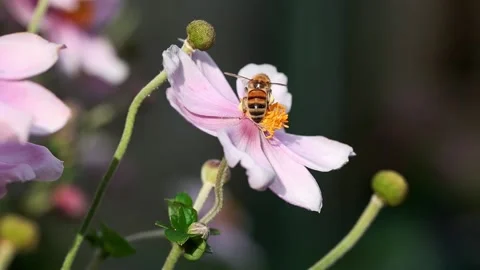 Honey bee gathering pollen from a pink Japanese Anemone flower in slow motion Stock Footage