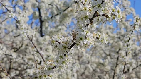 Honey bee gathering pollen from white blossoms on a tree branch against a blu Stock Footage 332593644