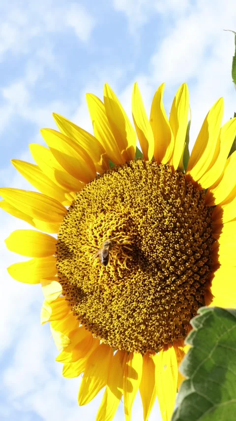 Honey bee gathers nectar on a blooming sunflower beneath blue sky Stock Footage 340135854