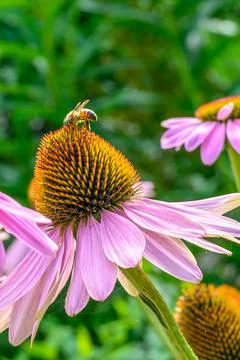 Honey Bee Gathers Nectar from an Eastern Purple Coneflower Stock Photos