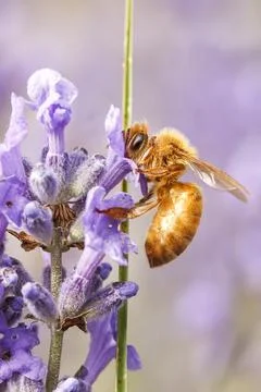 Honey bee gathers nectar. Stock Photos