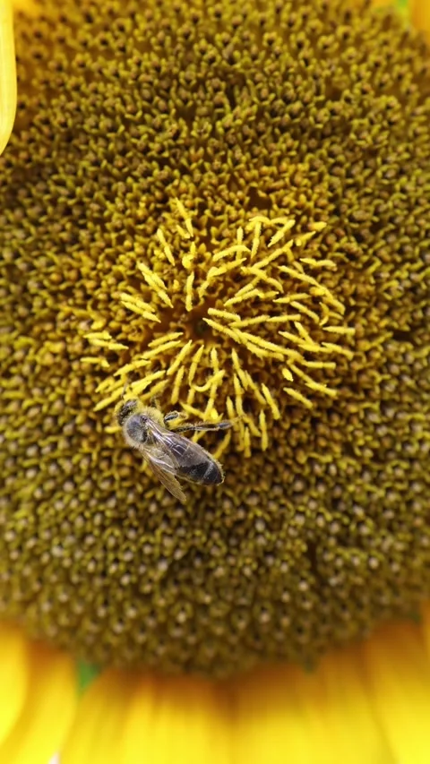 Honey bee gathers nectar on sunflower for future honey production Stock Footage 340135541