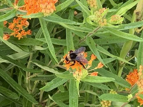 Honey Bee getting some nectar from Orange Flower Foto stock