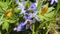 Honey Bee at Glory Of The Snow 7196 HD Footage