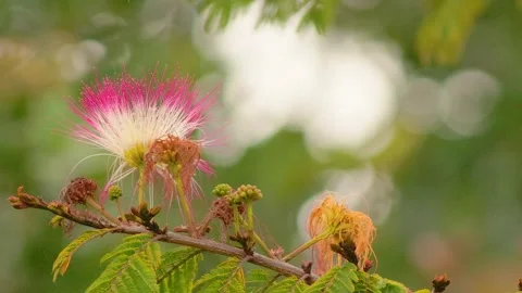 A honey bee goes out of a powder-puff flower and flies away, in the garden of Stock Footage 320792145