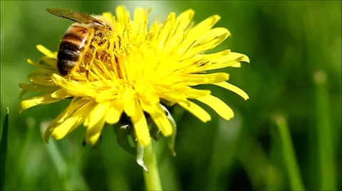 Honey bee going through a yellow flower Video stock 63384017
