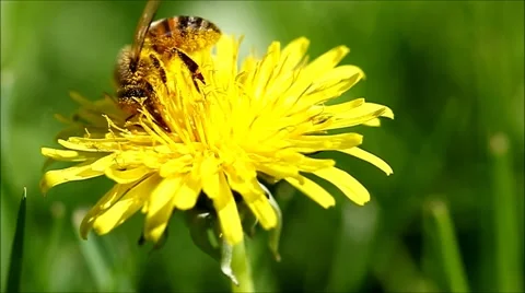 Honey bee going through a yellow flower Stock Footage 63384018