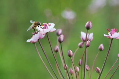 Honey bee on Grass rush Foto stock
