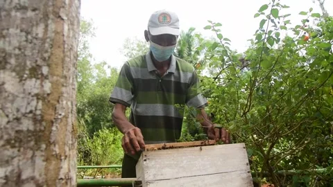 Honey bee harvesting process Video stock 287303174
