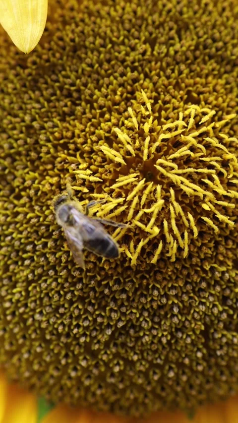 Honey bee harvests nectar from a blooming sunflower in macro Stock Footage 340135807