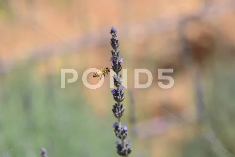 A honey bee heading to a Lavendel flower Stock Photos