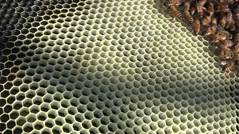 Honey Bee Hive bees on comb frame Video stock 122539975
