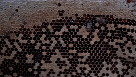 Honey bee hive, Bees Stock Footage 209597673