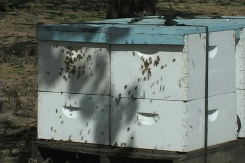 Honey bee hive Stock-Footage 306542