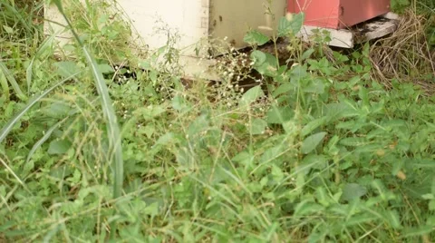 Honey bee hive Video stock 67758310