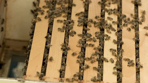 Honey bee Hive Stock Footage 91040803