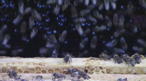 Honey bee hive frame removal 스톡 동영상 54424674