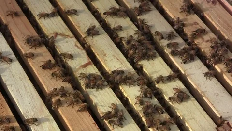 Honey Bee Hive inside -bees move on top of frames Stock Footage 122539999
