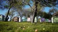 Honey bee hives in autumnal apple garden HD Footage