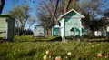 Honey bee hives in autumnal apple garden HD Footage