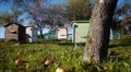 Honey bee hives in autumnal apple garden HD Footage