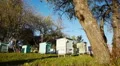 Honey bee hives in autumnal apple garden HD Footage