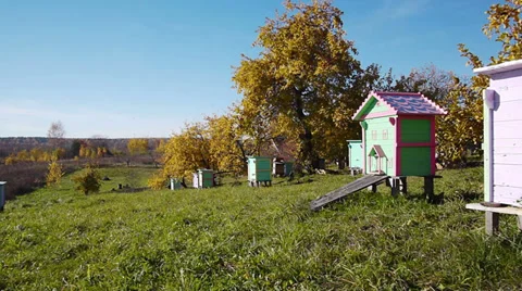 Honey bee hives Vidéo 31824746