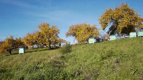 Honey bee hives 스톡 동영상 31824751