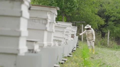 Honey bee hives. Stock Footage 212344993