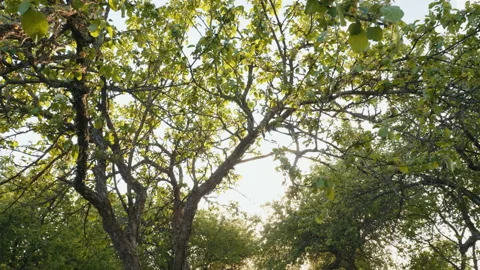 Honey bee hives in spring apple garden against sunset background Vidéo 90028859