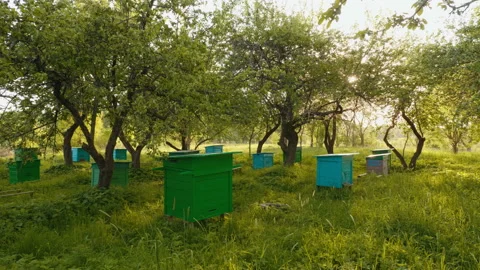 Honey bee hives in spring apple garden against sunset background Stockbeeldmateriaal 90028862