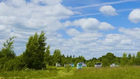 Honey bee hives in spring forest against blue sky background 스톡 동영상 90894115