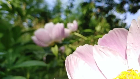 Honey bee hovering and flying away from pink peony flower, slow motion Video stock 332157291