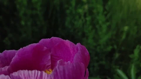 Honey bee hovering and flying away from purple peony in garden, slow motion Stock Footage 332157312