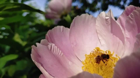 Honey bee hovering and flying away from peony, slow motion Stock Footage 332157848
