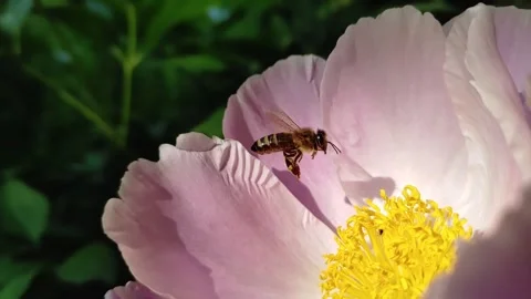 Honey bee hovering and landing on peony flower, slow motion Stock Footage 332157670