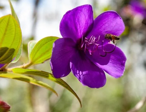 Honey bee hovering near translucent purple flower, green leaves and spider webs Stock Photos