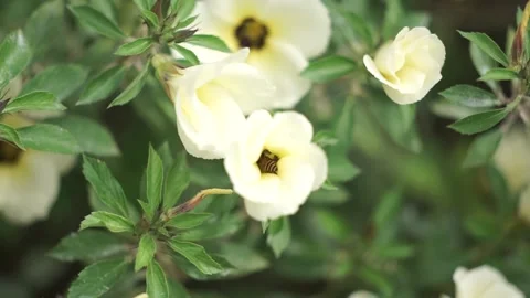 A honey bee hovering over white flower closeup. Stock Footage 255817744