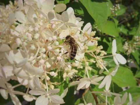 Honey bee in hydrangea Stock Photos