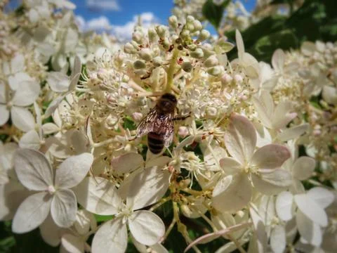 Honey bee in hydrangea Stock Photos